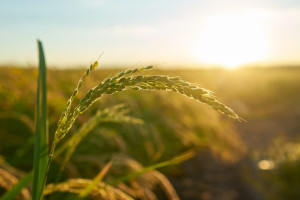 Во Владимирской области могут снизить пенсионный возраст для рабочих агропромышленности