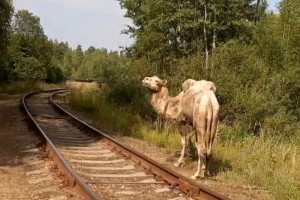Во Владимирской области на железной дороге заметили верблюдов