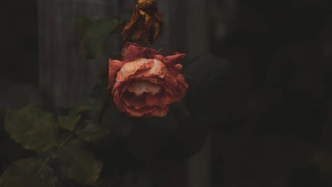 Гибель 5-летнего ребенка и убийства женщин. Какие трагедии потрясли  Владимирскую область в 2022-м