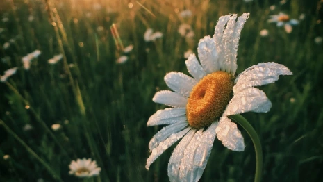 Похолодание во Владимирской области продержится до середины недели