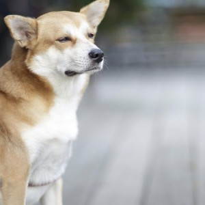 Во Владимирской области домашняя собака покусала ребенка