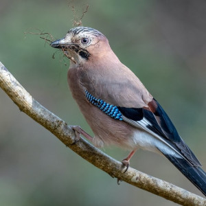 Сойкин день: что можно и нельзя делать 11 декабря