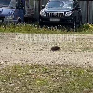 Во Владимирской области стоянку охраняет ответственный ежик