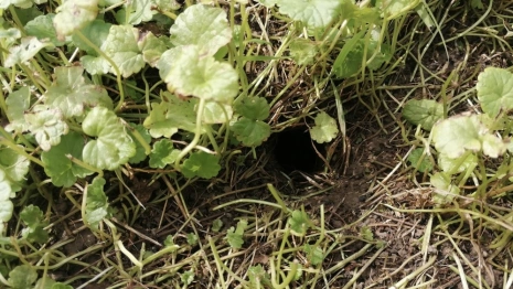 Во Владимирской области на полях нашли 254 норы грызунов