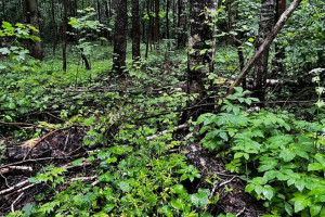 Вырубка леса в урочище под Суздалем привела к уголовному делу 