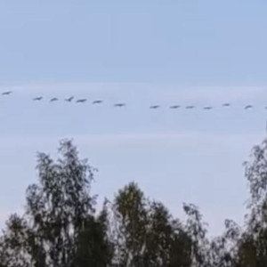 В небе над Владимирской областью заметили стаю журавлей