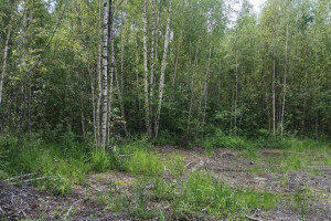 Вырубка деревьев на 130 тыс. рублей в Суздале обернулась уголовным делом