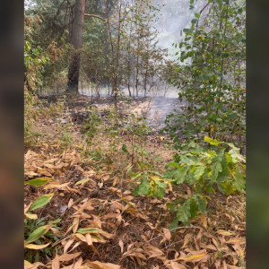 Во Владимирской области взрослые и дети спасли деревню от лесного пожара