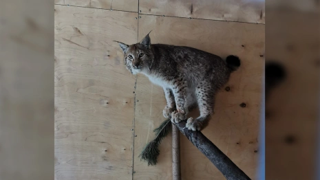 Двух рысят-сирот из Кирова отправили во Владимирскую область