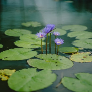 Во Владимире при благоустройстве ДТЮ решили засыпать нижний пруд