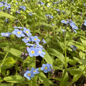 Двух пропавших во Владимирской области 16-летних девочек нашли живыми