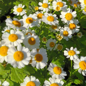 Прогноз погоды во Владимире и области на 1 июня