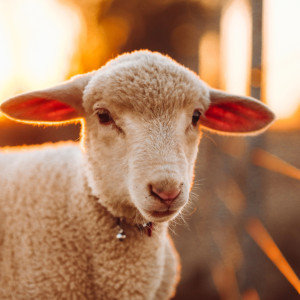 В Собинском районе ликвидировали очаг оспы овец