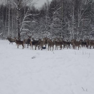 Во Владимирской области сняли на видео обед благородных оленей