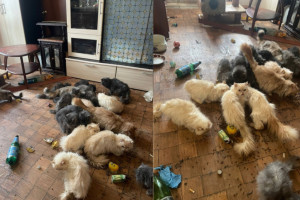 Во Владимире 25 кошек оказались без еды и взаперти после смерти хозяйки