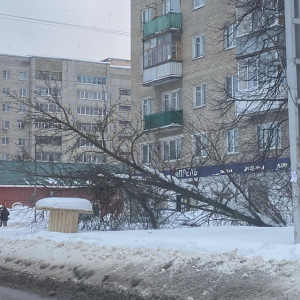 Жители Александрова возмутились рухнувшим деревом