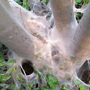Появились жуткие фото деревьев во Владимире после нашествия горностаевой моли