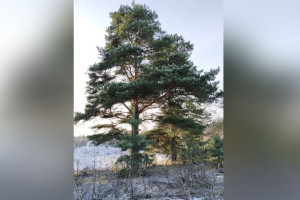 Во Владимире генплан с преображением «Дружбы» вызвал массовое возмущение жителей