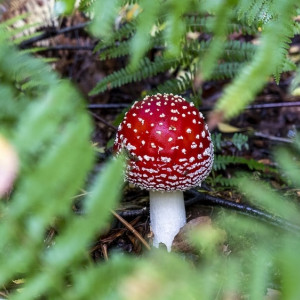 Житель Коврова пил отвары из мухоморов и сушил коноплю в «лечебных целях»
