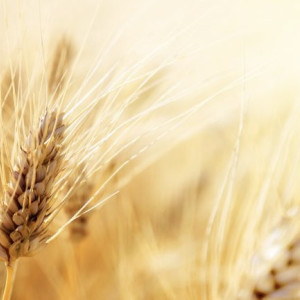 День Феодосии Колосятницы: что можно и чего нельзя делать 11 июня