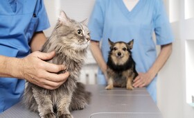 В Юрьев-Польском станция по борьбе с болезнями животных попала под суд
