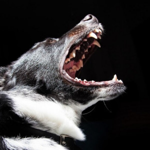 Во Владимире карантин по бешенству в Оргтруде объявили до 23 июня