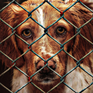 Жительница Владимира подала в суд на приют для бездомных животных