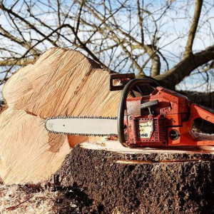 Во Владимире возмущенные вырубкой деревьев девушки устроили необычную фотосессию