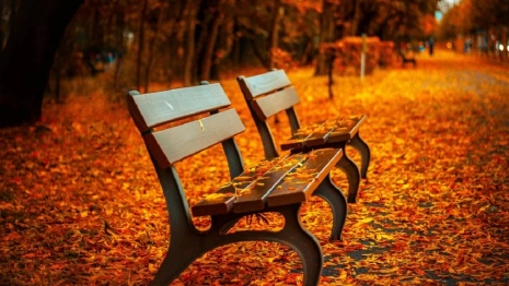 Во Владимирскую область придет бабье лето