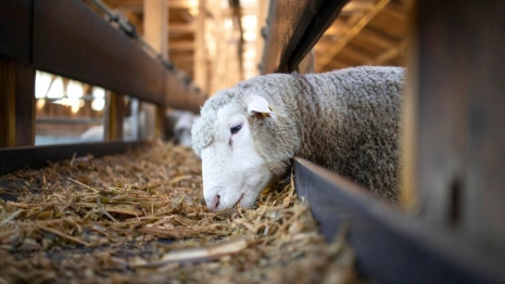 Народные приметы на 28 февраля: что можно и нельзя делать в день Онисима Овчарника