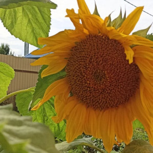 Во Владимирской области ненадолго стихнут дожди
