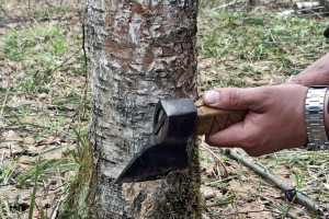 В лесах Гусь-Хрустального начали пересчитывать насекомых из-за нашествия шелкопряда