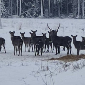Во Владимирской области пересчитали пятнистых оленей