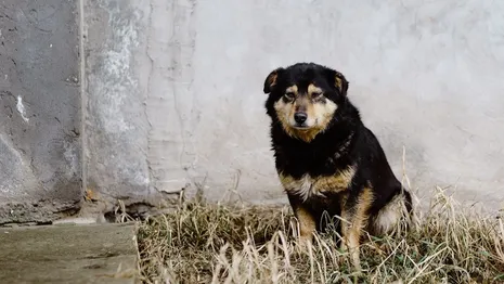Во Владимирской области начали поиски компании для отлова бездомных собак
