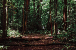Житель Владимирской области получил огнестрельное ранение в лесу