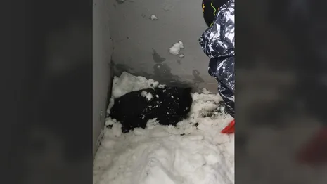 Во Владимире мальчик спас кошку из-под завалов снега