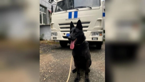 Владимирские полицейские объявили поиск хозяина для служебной немецкой овчарки