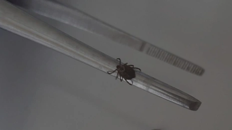 С жителей Владимирской области сняли 16 зараженных вирусами клещей