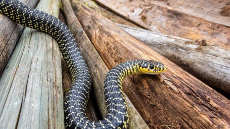 Артамон Змеевик: что можно и нельзя делать 25 сентября