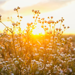 Прогноз погоды во Владимирской области на 29 августа