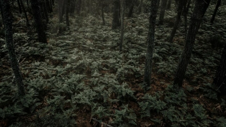 В Коврове 54-летнего мужчину с серыми глазами нашли мертвым