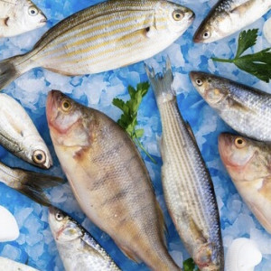 В Петрозаводске обработанную во Владимирской области рыбу выдавали за камчатскую