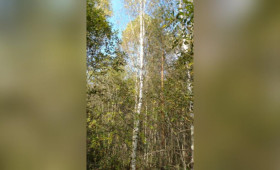 Многодетную семью из Судогды поселили на заросшем деревьями участке