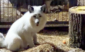 Редкий белый лис вернулся в монастырский приют в Александровском районе