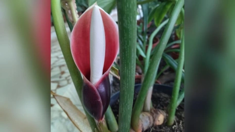 В Зимнем саду ДТЮ во Владимире зацвело экзотическое растение