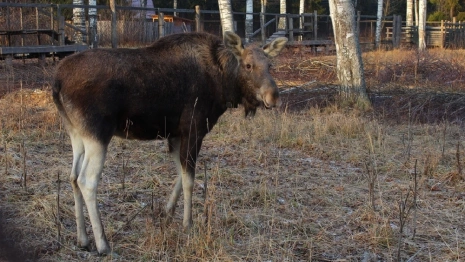 Во Владимирской области арестовали квартиру водителя, сбившего лося