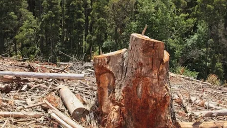 Во владимирском парке «Дружба» остановили незаконную вырубку леса