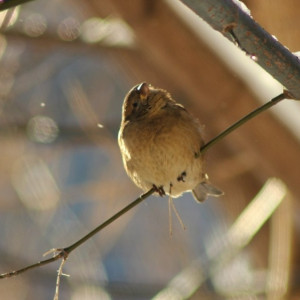 Гайд «День во Владимире». Как и чем кормить птиц зимой