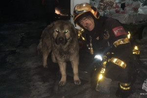 Владимирский спасатель нашел четвероногого друга после пожара на обувном складе