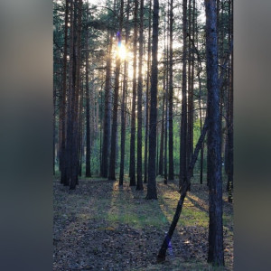 В лесничестве под Петушками жителю отказали в древесине для строительства дома